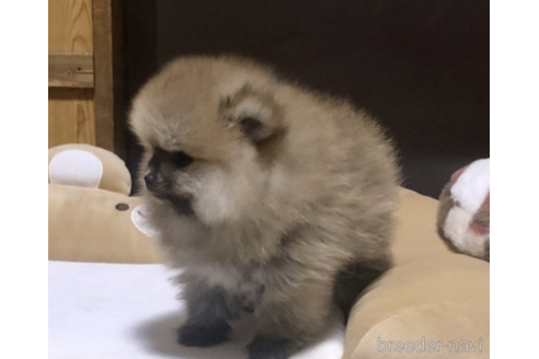成約済の千葉県のポメラニアン-166496の3枚目