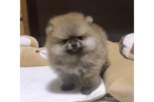 成約済の千葉県のポメラニアン-166496の2枚目