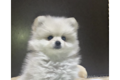 成約済の千葉県のミックス犬-166497の3枚目