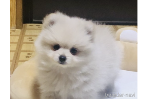 成約済の千葉県のミックス犬-166497の1枚目
