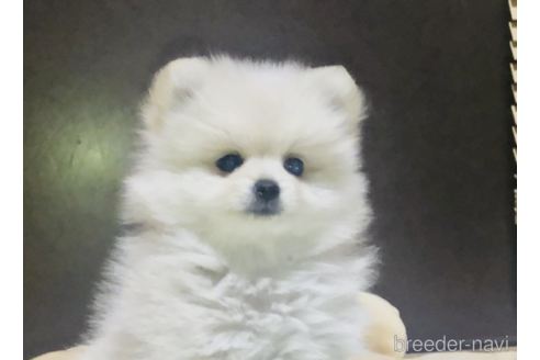 成約済の千葉県のミックス犬-166497の2枚目