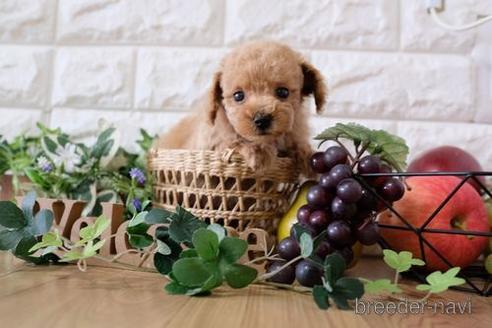 成約済の滋賀県のトイプードル-164570の1枚目