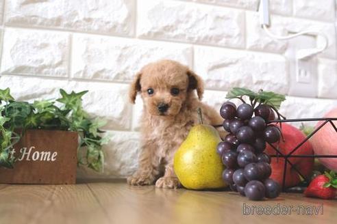 成約済の滋賀県のトイプードル-164570の8枚目