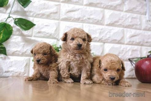 成約済の滋賀県のトイプードル-164570の5枚目