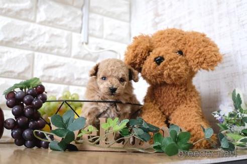 成約済の滋賀県のトイプードル-164570の4枚目