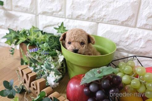 成約済の滋賀県のトイプードル-164570の3枚目