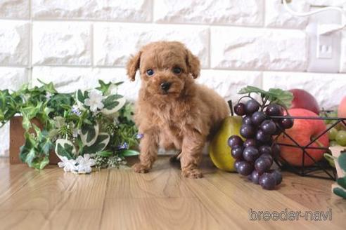 成約済の滋賀県のトイプードル-164572の1枚目