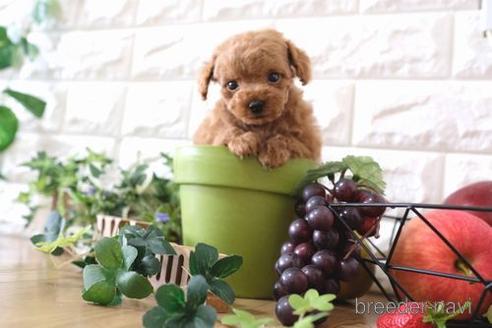 成約済の滋賀県のトイプードル-164572の8枚目