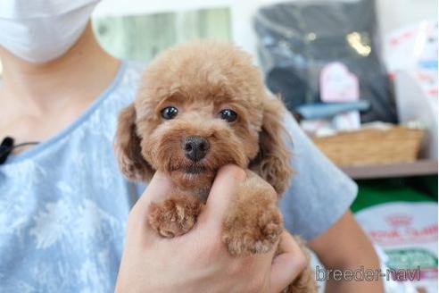 成約済の滋賀県のトイプードル-164572の6枚目