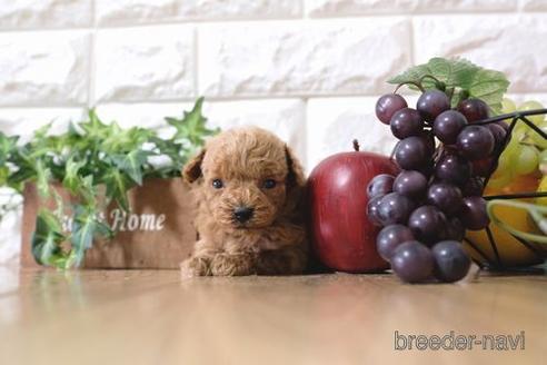 成約済の滋賀県のトイプードル-164572の4枚目