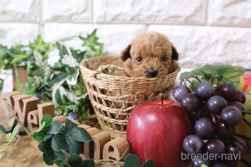 成約済の滋賀県のトイプードル-164572の3枚目