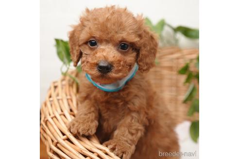 成約済の愛媛県のタイニープードル-166540の3枚目