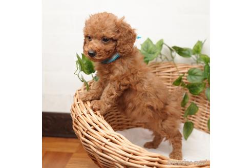 成約済の愛媛県のタイニープードル-166540の2枚目