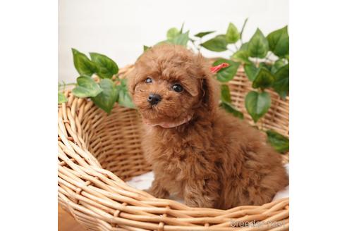 子犬