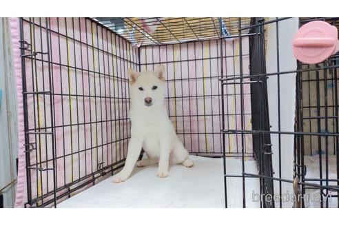 成約済の茨城県の柴犬-155965の2枚目
