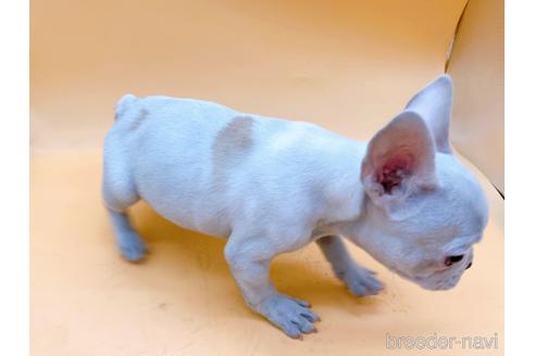 成約済の東京都のフレンチブルドッグ-162460の21枚目