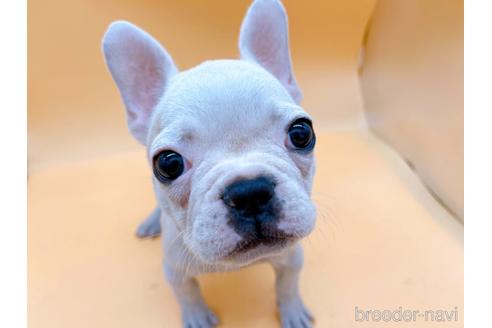 成約済の東京都のフレンチブルドッグ-162460の20枚目