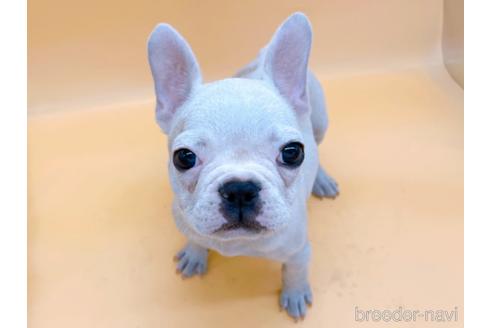 成約済の東京都のフレンチブルドッグ-162460の19枚目