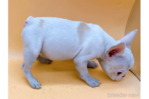 成約済の東京都のフレンチブルドッグ-162460の18枚目