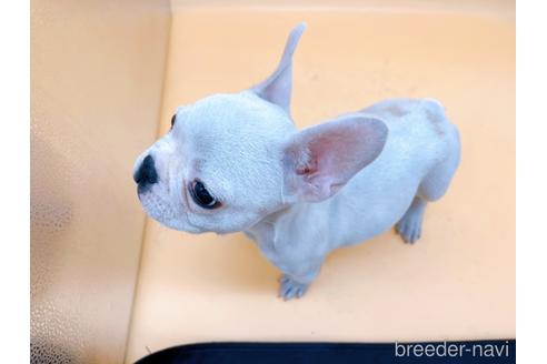 成約済の東京都のフレンチブルドッグ-162460の17枚目