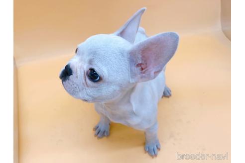 成約済の東京都のフレンチブルドッグ-162460の16枚目