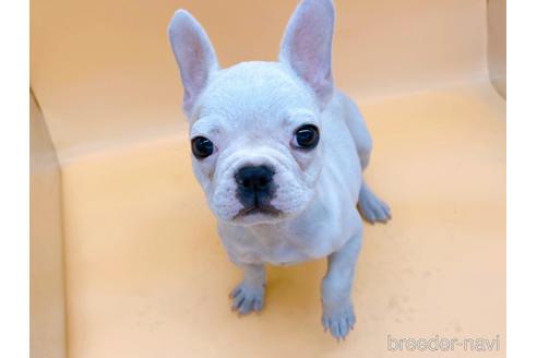 成約済の東京都のフレンチブルドッグ-162460の15枚目