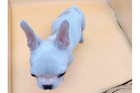 成約済の東京都のフレンチブルドッグ-162460の13枚目