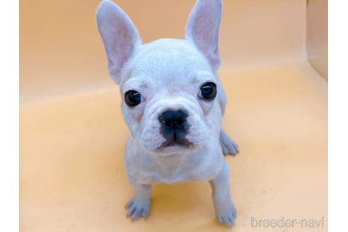 成約済の東京都のフレンチブルドッグ-162460の14枚目