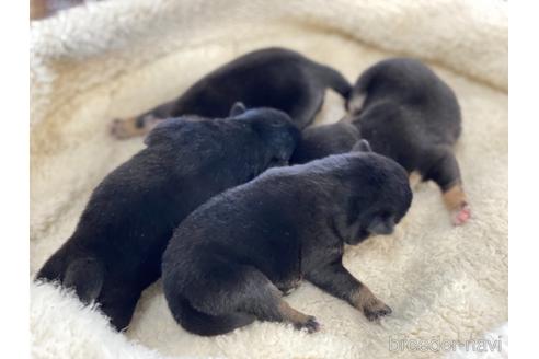 成約済の岡山県の豆柴-166570の7枚目
