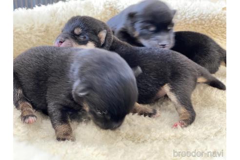 成約済の岡山県の豆柴-166572の2枚目