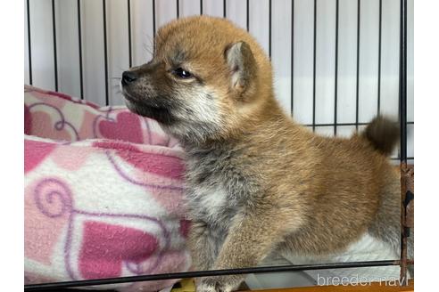 成約済の岡山県の柴犬-166575の2枚目