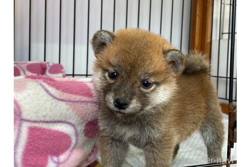 成約済の岡山県の柴犬-166575の1枚目
