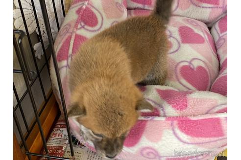 成約済の岡山県の柴犬-166575の3枚目