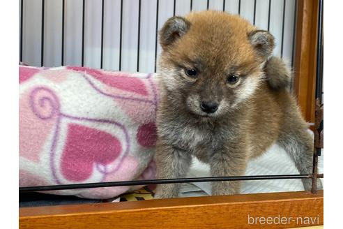 成約済の岡山県の柴犬-166575の4枚目