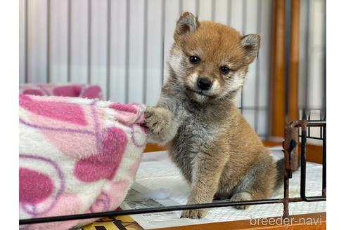 成約済の岡山県の柴犬-166576の1枚目