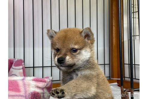 成約済の岡山県の柴犬-166576の3枚目