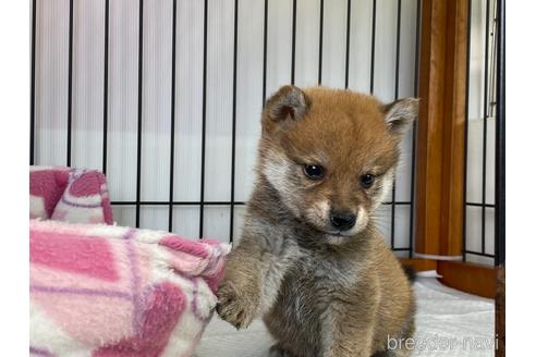 成約済の岡山県の柴犬-166576の4枚目