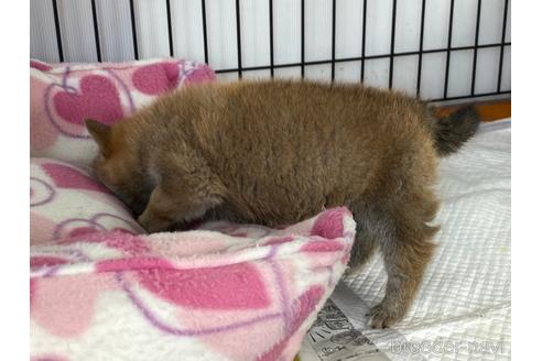 成約済の岡山県の柴犬-166576の5枚目