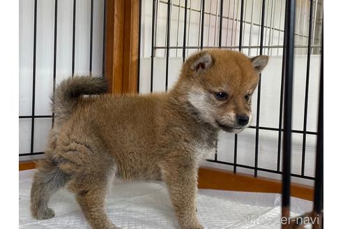 成約済の岡山県の柴犬-166576の2枚目