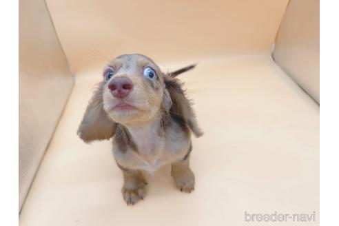 成約済の東京都のミニチュアダックスフンド(ロングヘアード)-163400の2枚目