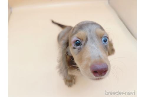 成約済の東京都のミニチュアダックスフンド(ロングヘアード)-163400の3枚目