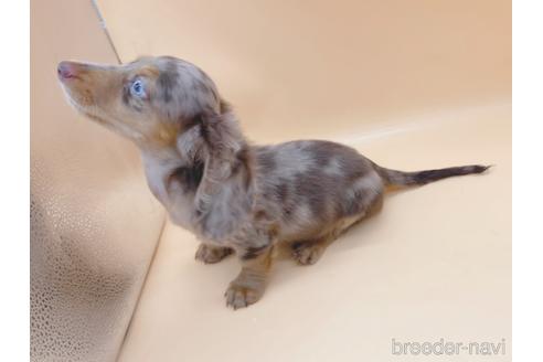 成約済の東京都のミニチュアダックスフンド(ロングヘアード)-163400の4枚目