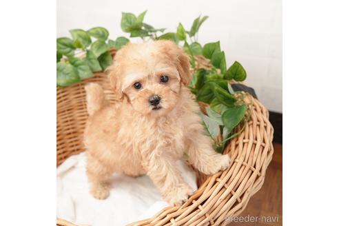 成約済の愛媛県のトイプードル-166589の2枚目