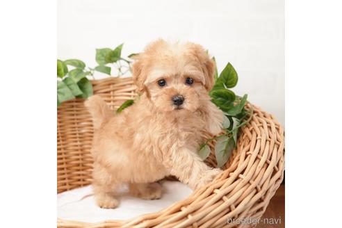 成約済の愛媛県のトイプードル-166589の3枚目