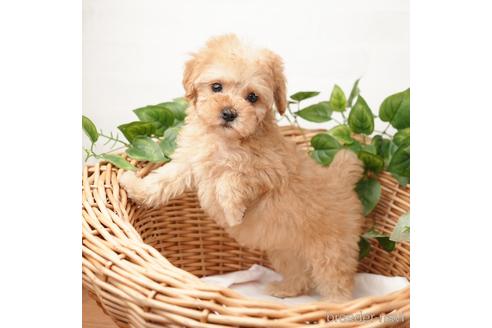 成約済の愛媛県のトイプードル-166589の4枚目