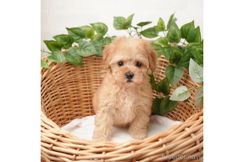 成約済の愛媛県のトイプードル-166589の1枚目