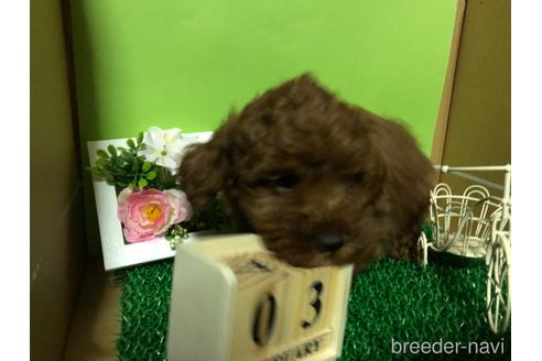 成約済の愛知県のトイプードル-160578の3枚目