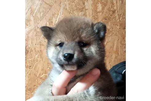 成約済の埼玉県の柴犬-166612の1枚目