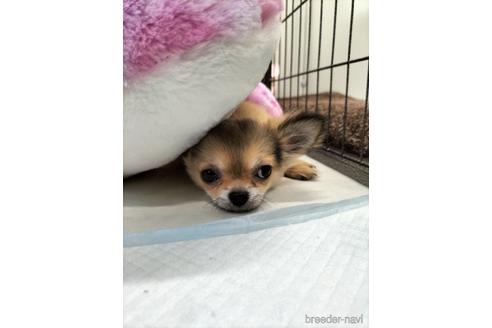 成約済の兵庫県のチワワ(ロングコート)-159704の9枚目