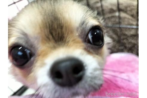 成約済の兵庫県のチワワ(ロングコート)-159704の10枚目